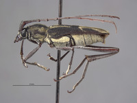 Prothema cariniscapa image
