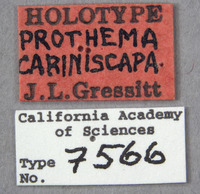 Prothema cariniscapa image