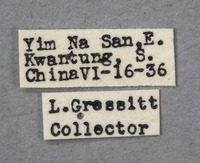 Prothema cariniscapa image