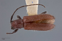 Pseudanaesthetis seticornis image