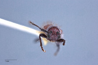 Pseudanaesthetis seticornis image