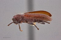 Pseudanaesthetis seticornis image