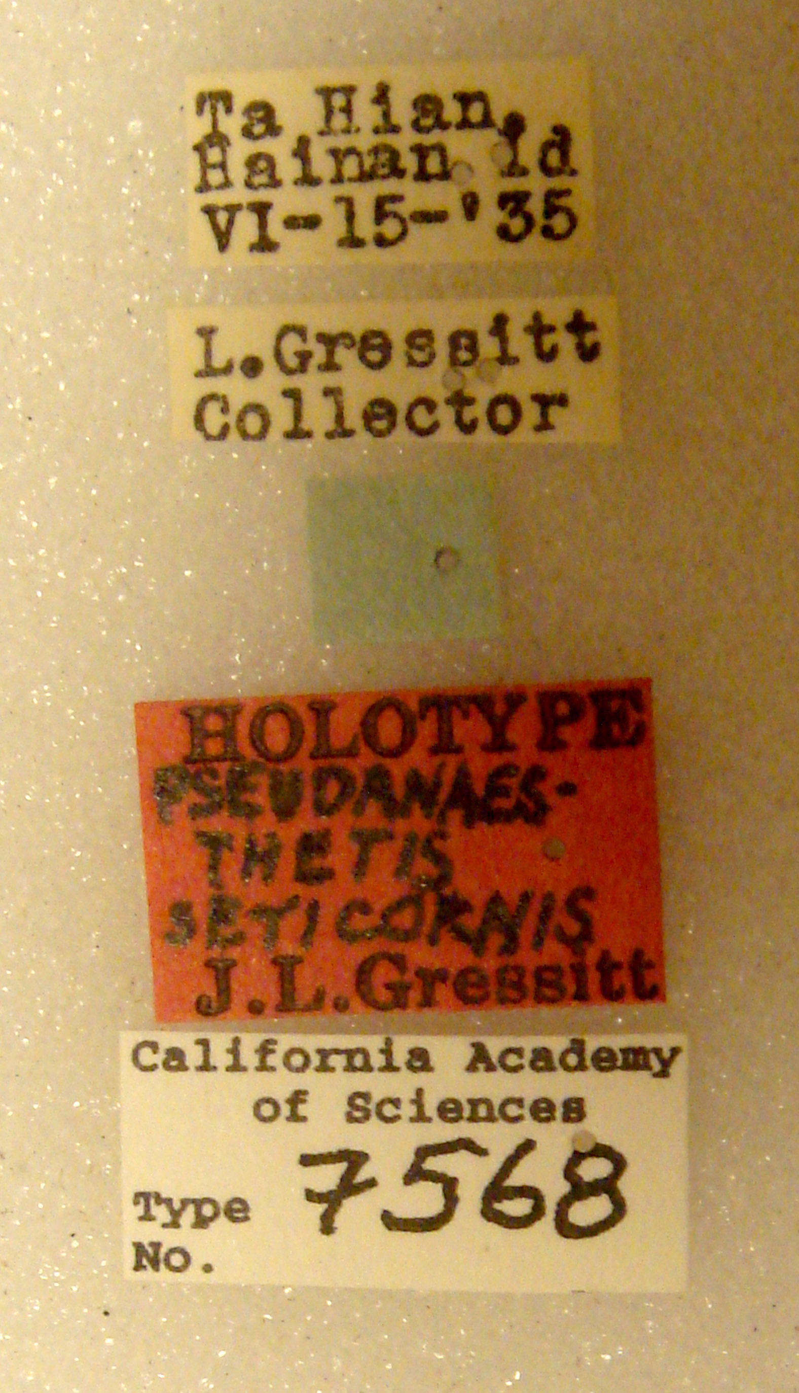 Pseudanaesthetis seticornis image