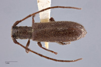 Pseudanaesthetis sordidus image
