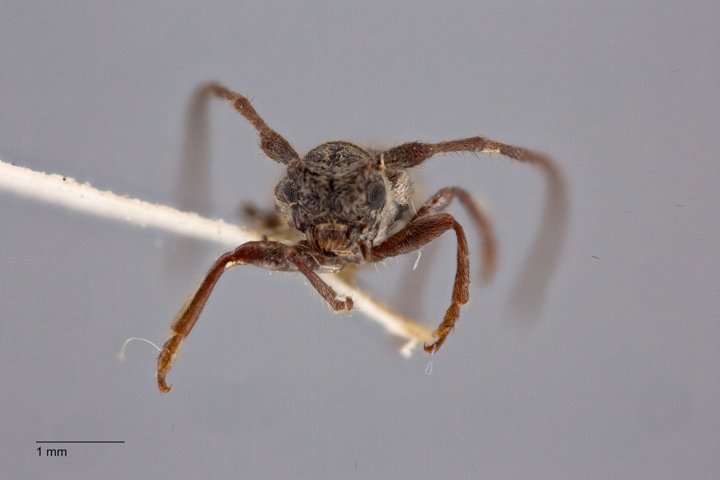 Pseudanaesthetis image