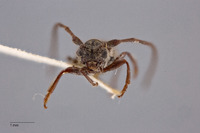 Pseudanaesthetis sordidus image