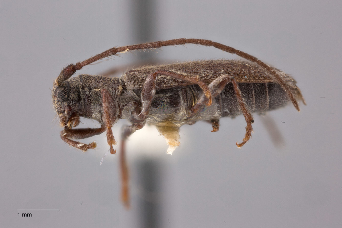 Pseudanaesthetis sordidus image