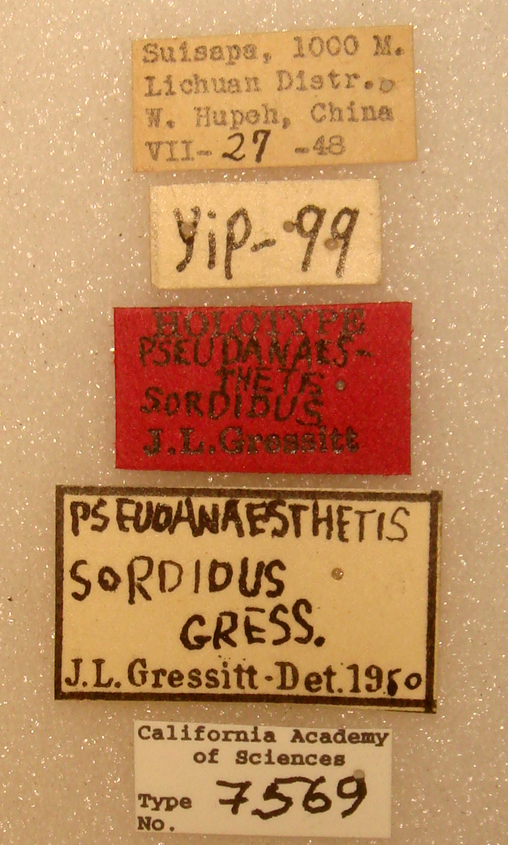 Pseudanaesthetis sordidus image