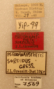 Pseudanaesthetis sordidus image
