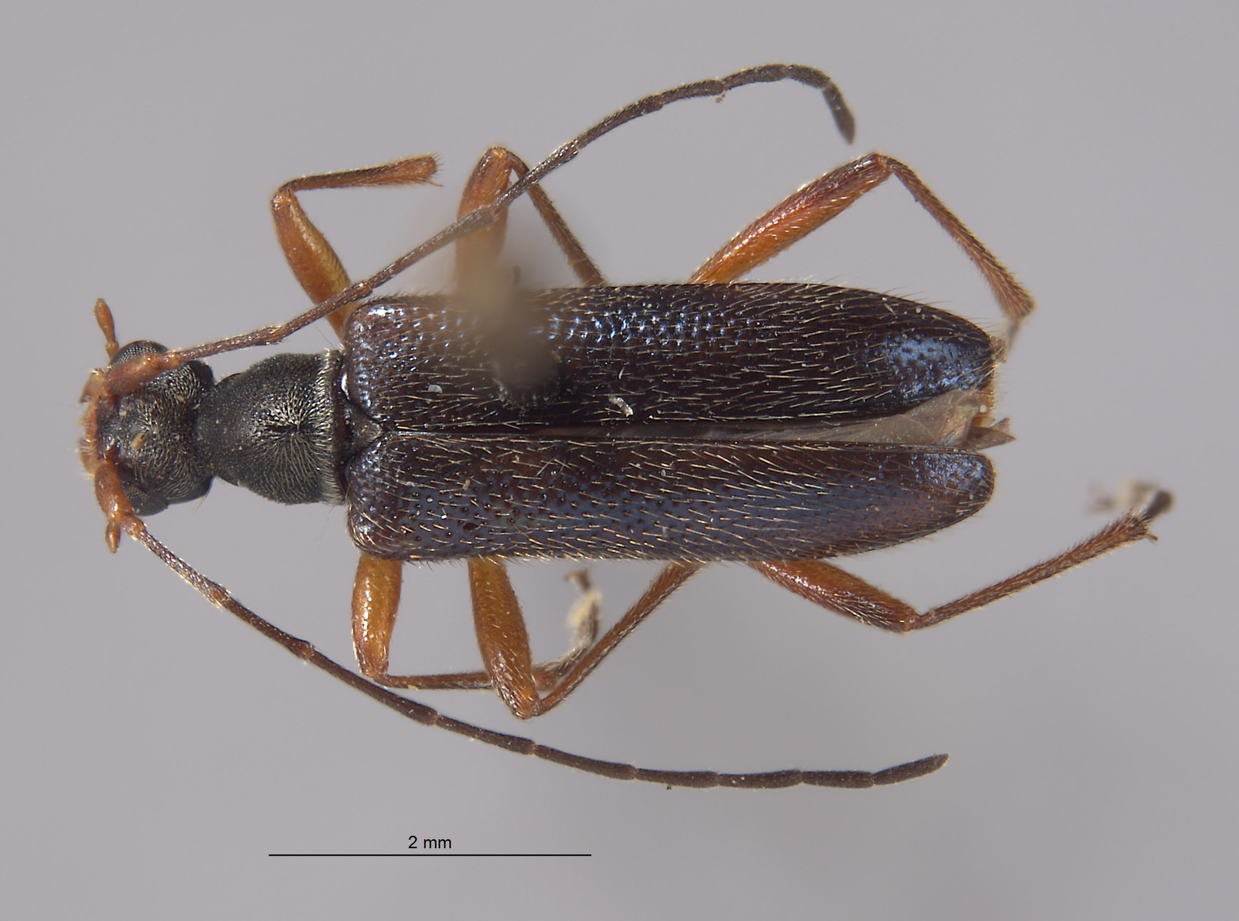 Pseudopidonia aenipennis image