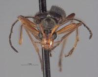 Pseudopidonia aenipennis image