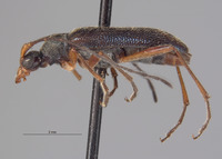 Pseudopidonia aenipennis image