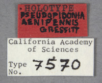 Pseudopidonia aenipennis image