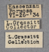 Pseudopidonia aenipennis image