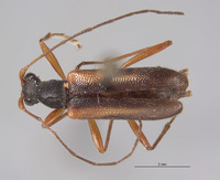 Pseudopidonia subaeneus image