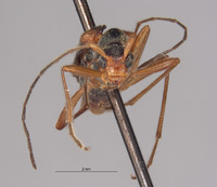 Pseudopidonia subaeneus image