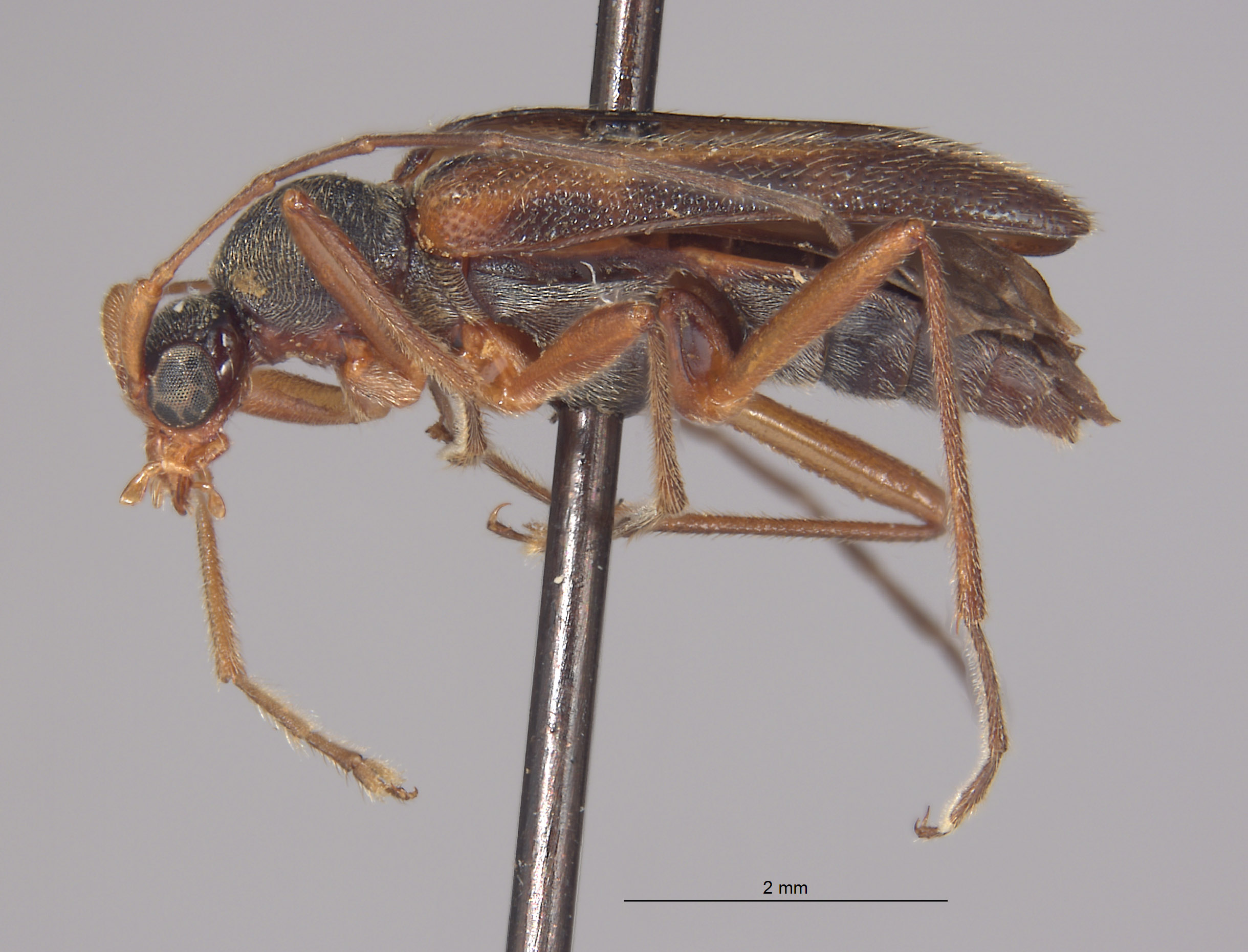 Pseudopidonia subaeneus image