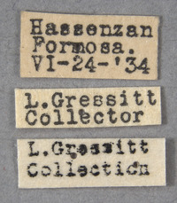 Pseudopidonia subaeneus image