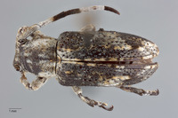 Pterolophia albonigra image