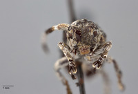 Pterolophia albonigra image