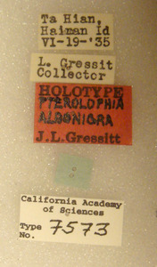 Pterolophia albonigra image