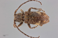 Pterolophia reduplicata image