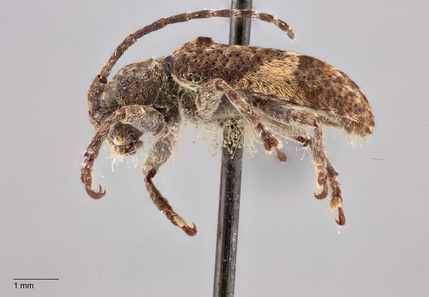 Pterolophia reduplicata image