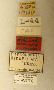 Pterolophia reduplicata image