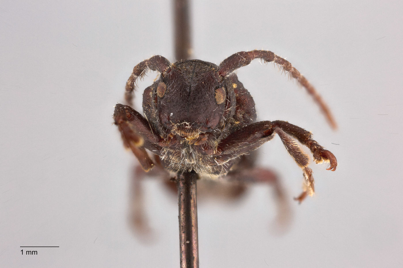 Pterolophia serricornis image