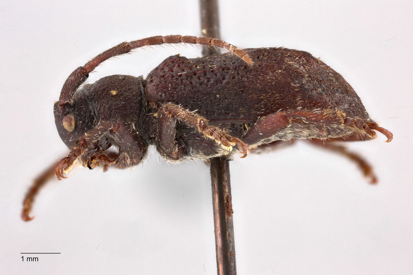 Pterolophia serricornis image