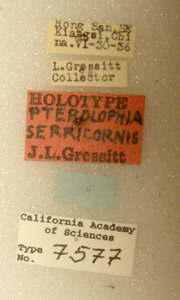 Pterolophia serricornis image