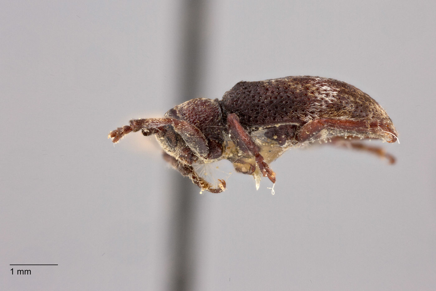 Pterolophia suisapana image