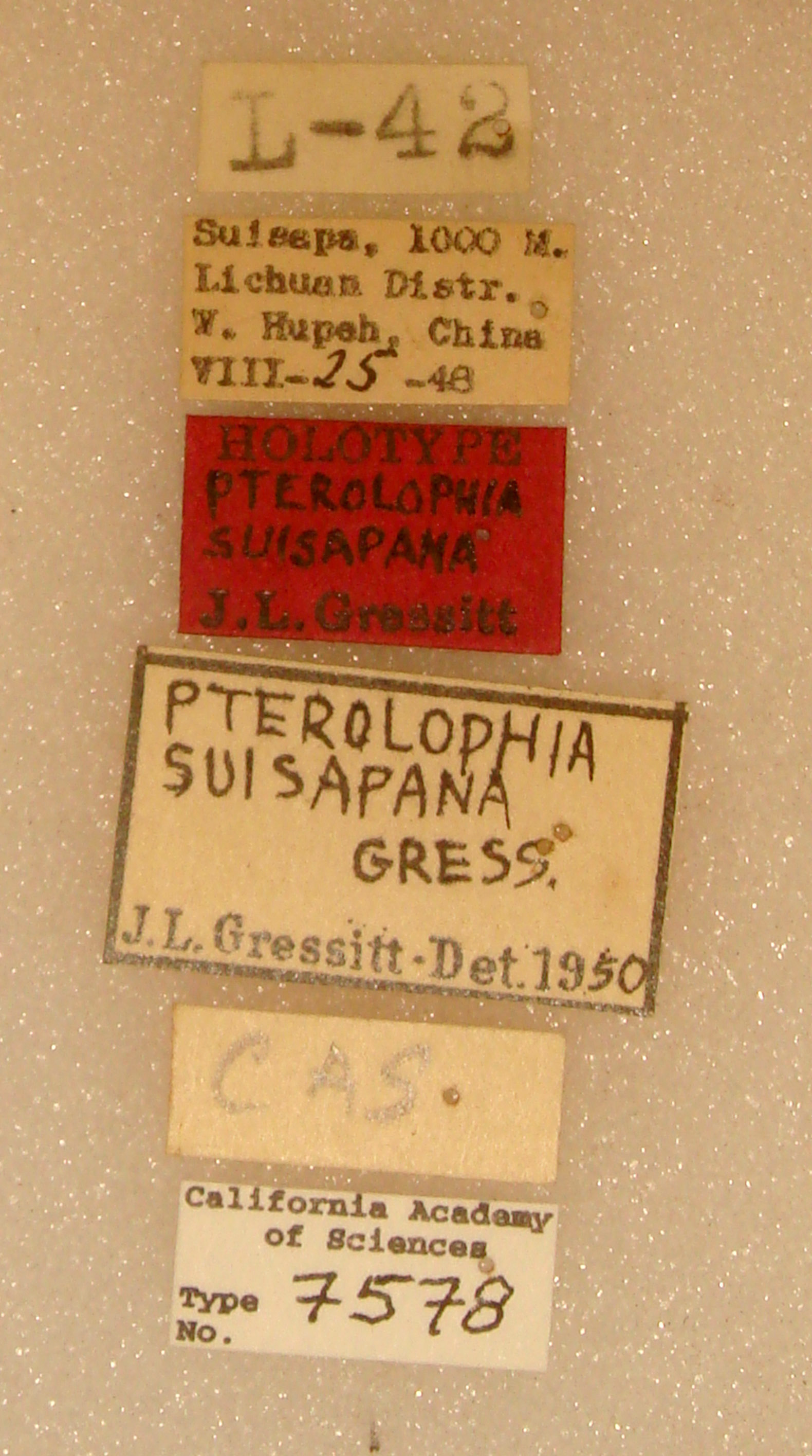 Pterolophia suisapana image