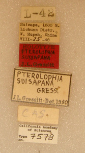 Pterolophia suisapana image