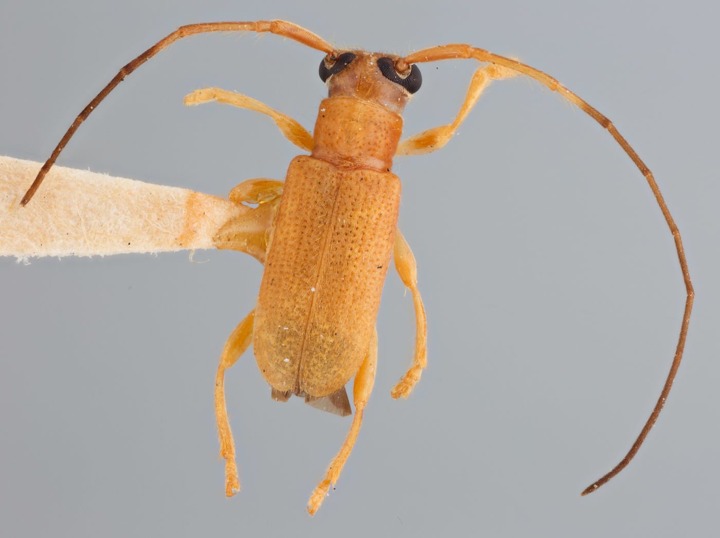 Serixia abbreviata image