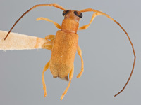 Image of Serixia abbreviata