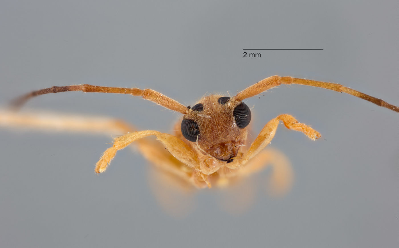 Serixia abbreviata image