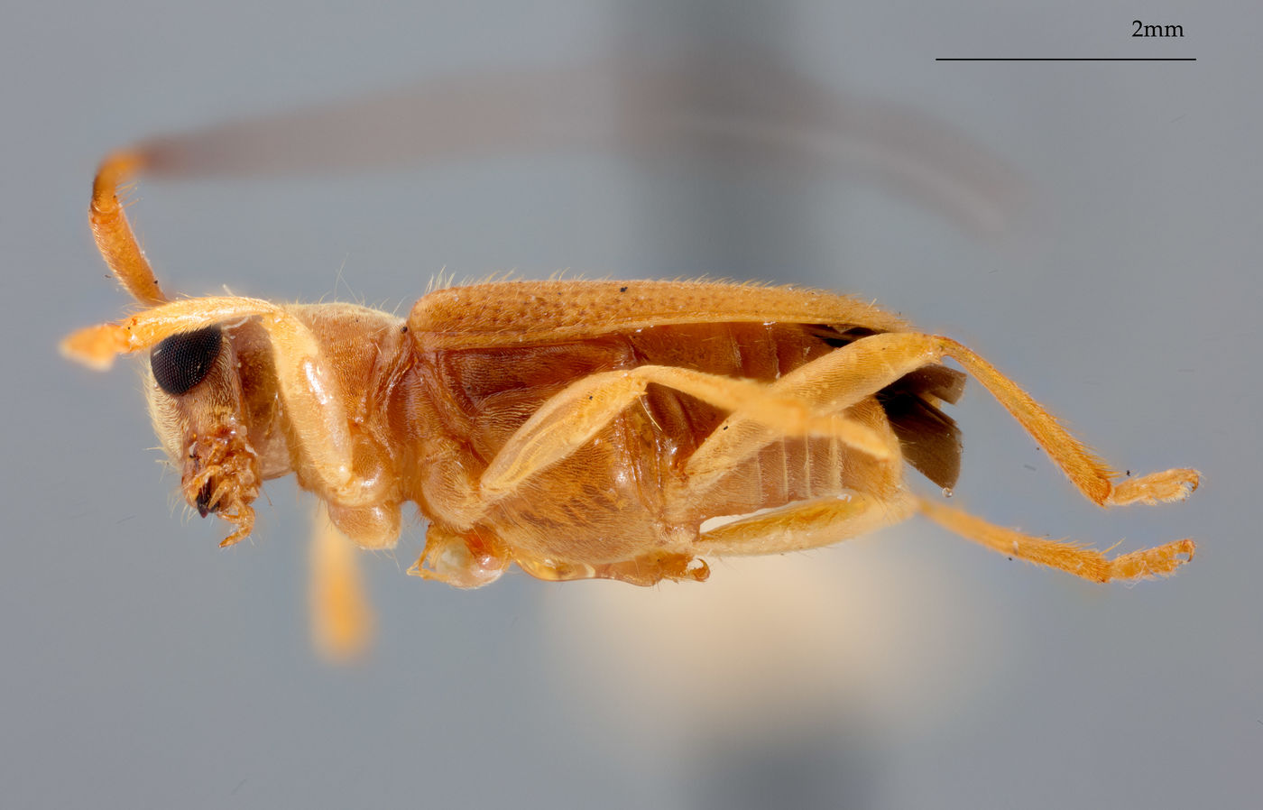 Serixia abbreviata image