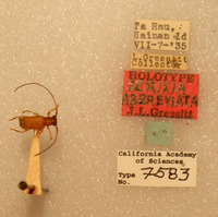 Serixia abbreviata image