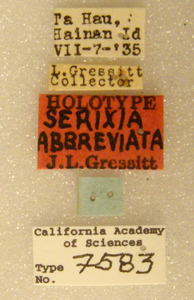 Serixia abbreviata image