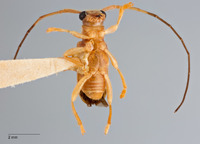 Serixia abbreviata image