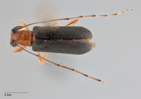 Serixia albopleura image