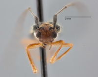 Serixia albopleura image