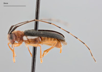 Serixia albopleura image