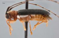 Serixia albopleura image