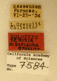 Image of Serixia albopleura