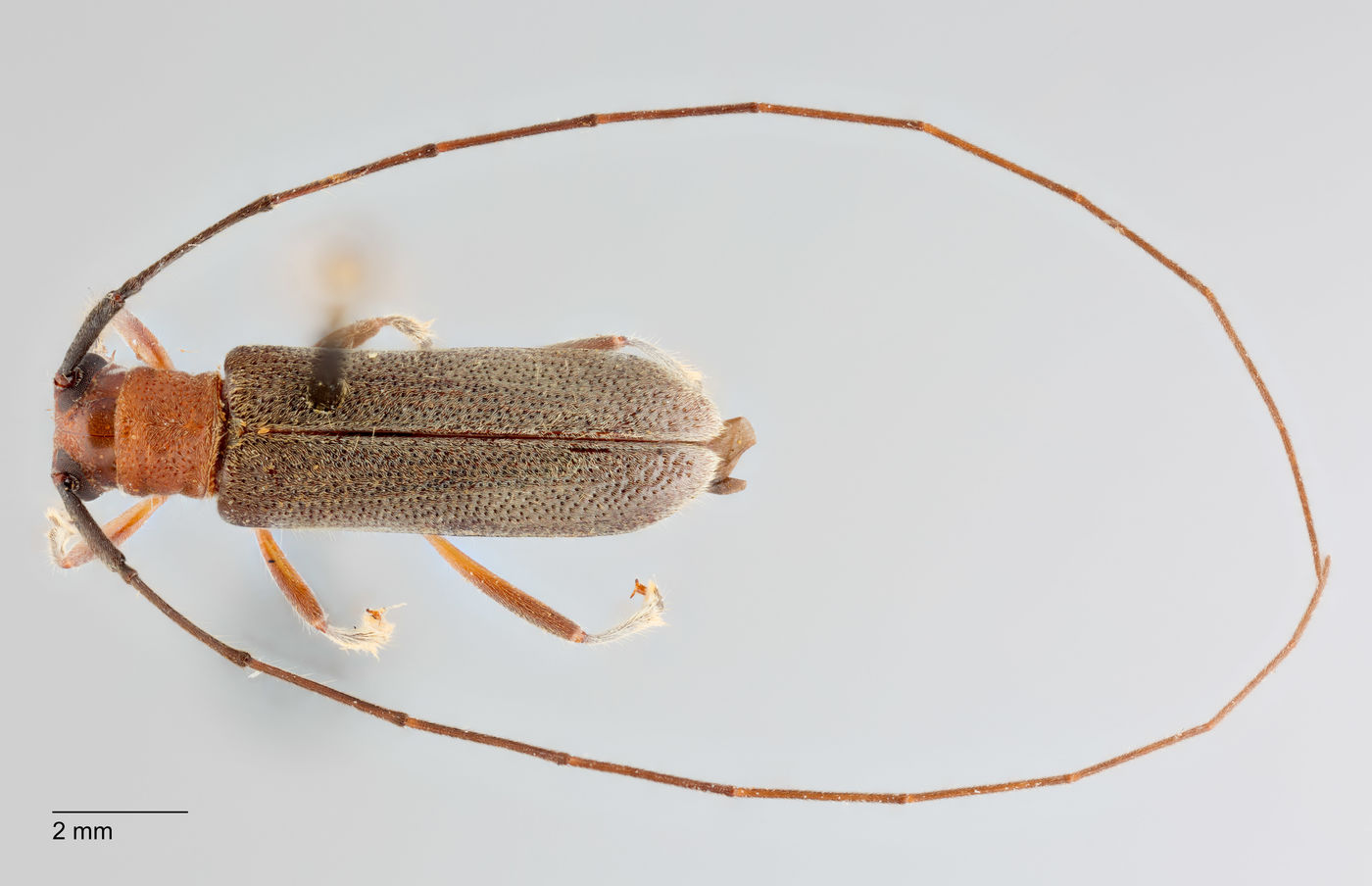 Serixia griseipenne image