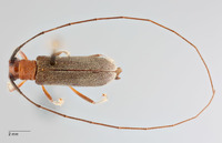 Serixia griseipenne image