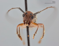 Serixia griseipenne image