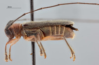 Serixia griseipenne image